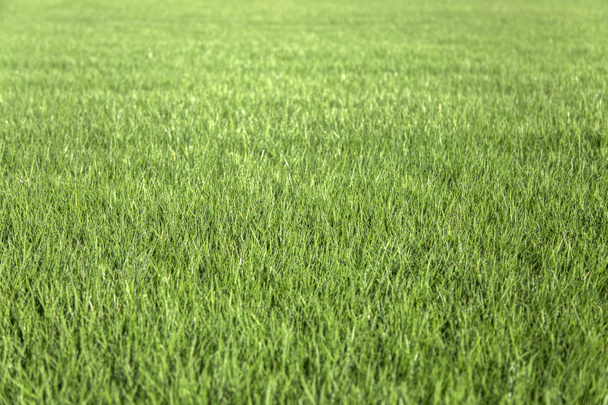 Pelouse d'herbe verte
 - Photo, image
