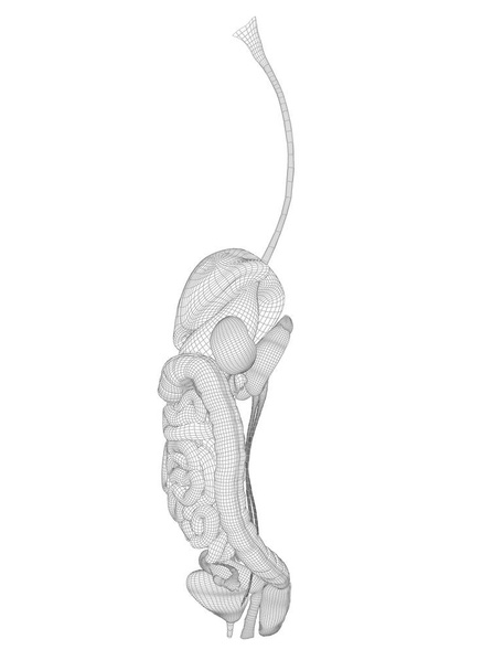 sistema digestivo humano 3D
 - Foto, imagen