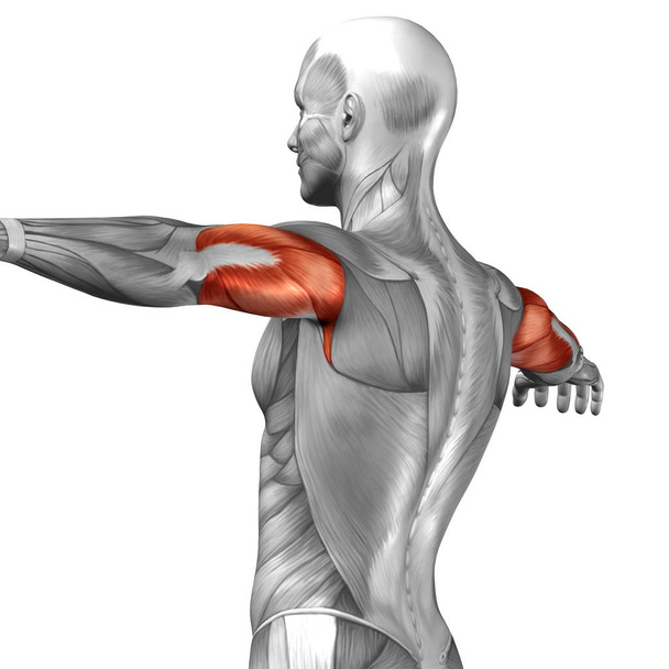 Mięśnie pleców struktury człowieka - Zdjęcie, obraz