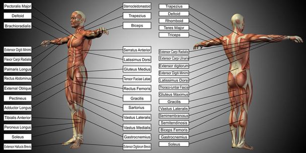 anatomía humana con caja de texto
 - Foto, Imagen