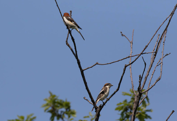 Shrike Woodchat πουλί - Φωτογραφία, εικόνα