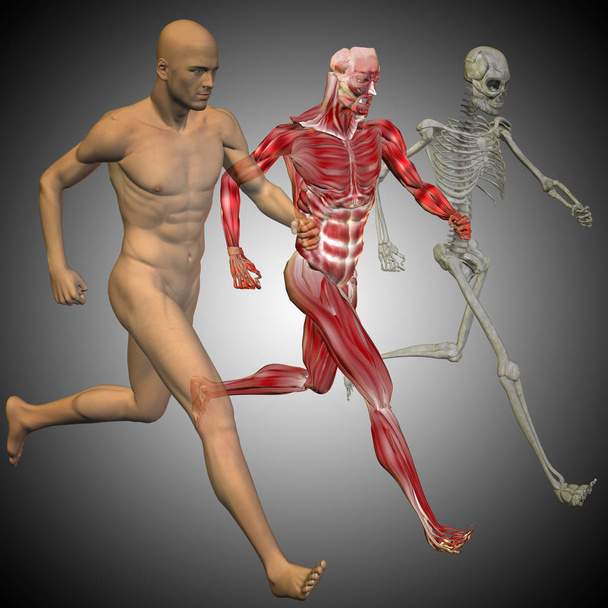 Anatomi kemiklere olan adam - Fotoğraf, Görsel