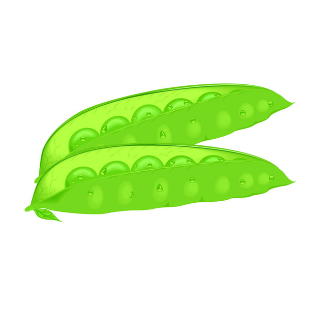Pods of green peas isolated vector illustration - Vector, Image