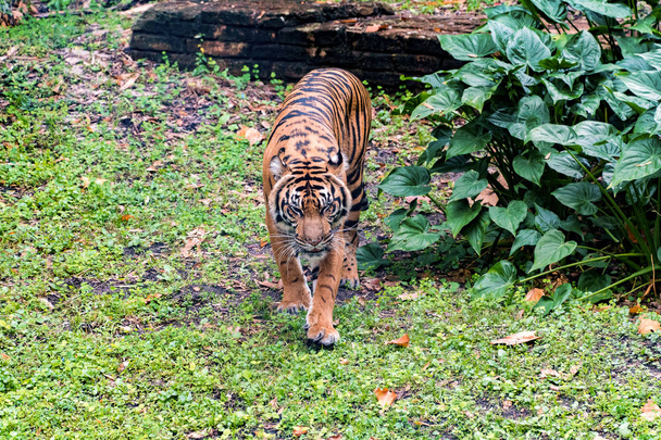 Tigre de Sumatra caminando por ahí
 - Foto, imagen