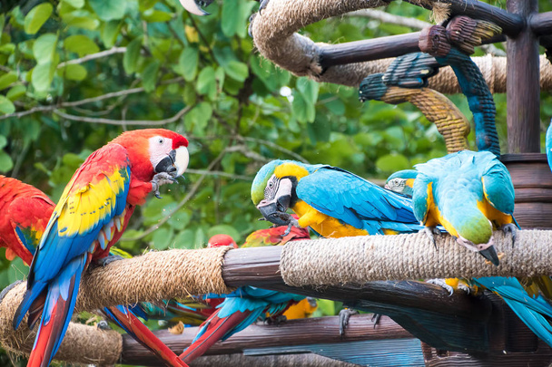Jasne i kolorowe Macaws - Zdjęcie, obraz