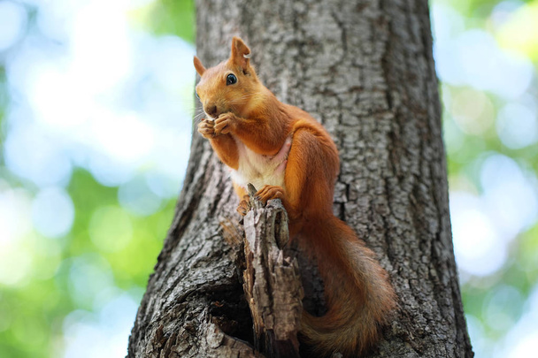 червона білка на дереві
 - Фото, зображення
