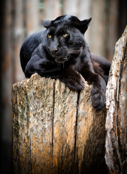 чорний леопард
 - Фото, зображення