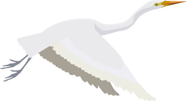 vector Great white heron - Vektori, kuva
