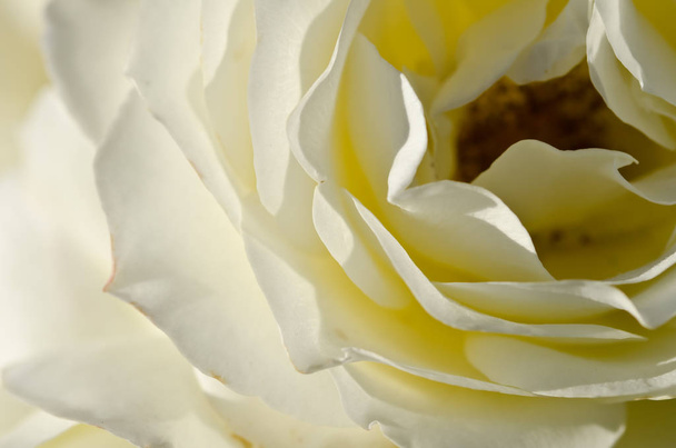 Nature Abstract: Lost in the Gentle Folds of the Delicate White Rose  - Фото, изображение