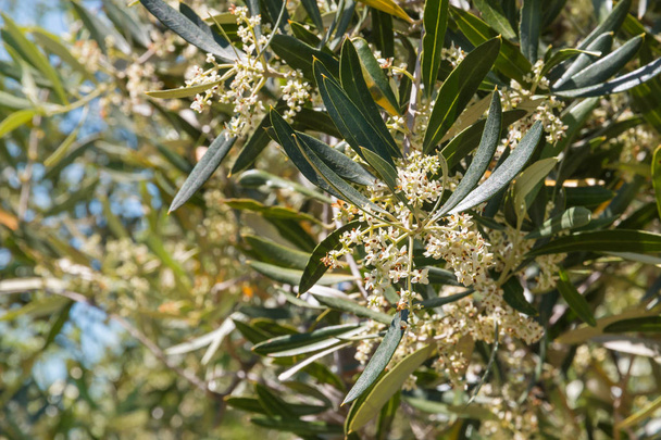 flores de olivo en olivar
 - Foto, Imagen