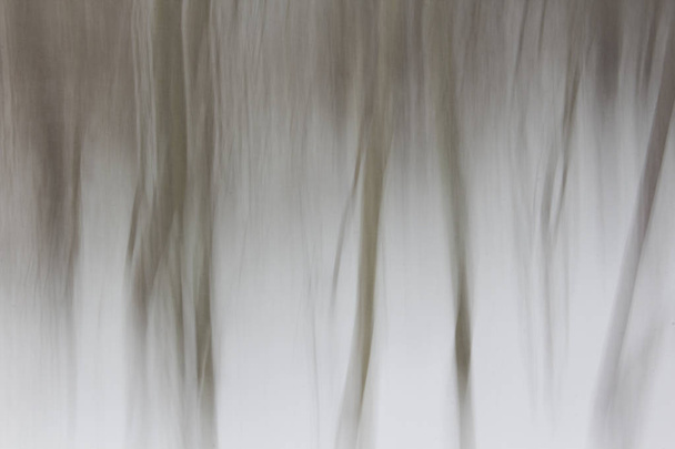 Abstract of trees in snow - Photo, Image