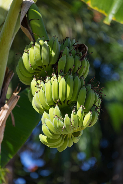 Organic banana on a bunch on tree - Zdjęcie, obraz