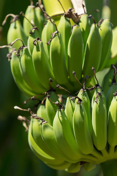 Organic banana on a bunch on tree - Zdjęcie, obraz