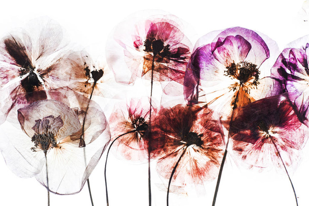 dry poppy flowers  - Foto, Bild