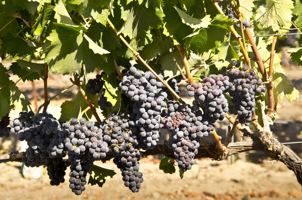 Uvas vermelhas em uma vinha
 - Foto, Imagem