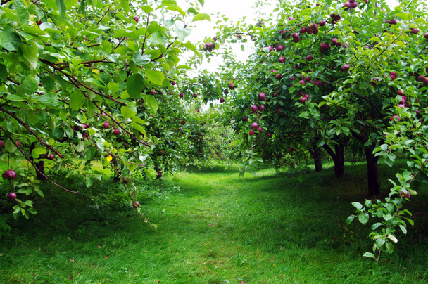 Manzana fila huerto
 - Foto, imagen