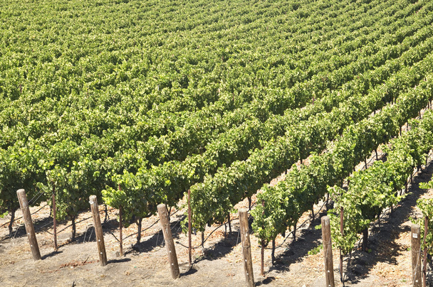 California Vineyard - Photo, Image