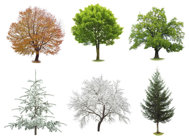 conjunto de árvores isolado
  - Foto, Imagem