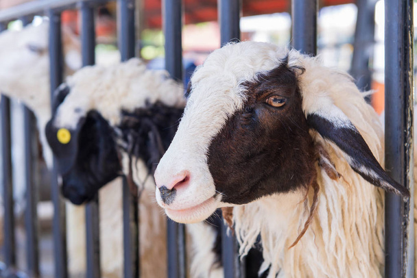 Primer plano de las ovejas de lana larga en la granja
 - Foto, imagen