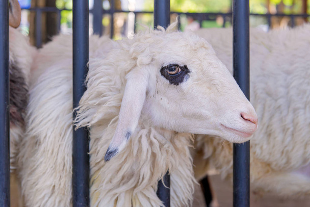 Closeup of long wool sheep on the farm - Foto, Imagem