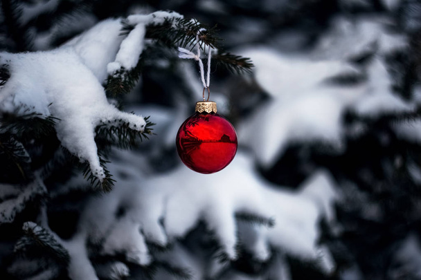 Red Christmas tree ball on spruce - Photo, Image