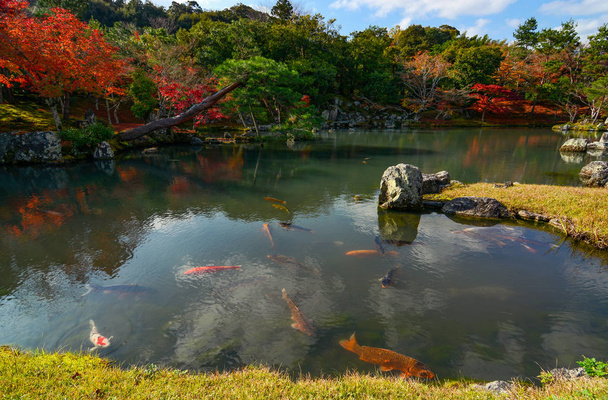 Poisson koï coloré dans un paisible étang japonais au feuillage automnal se reflétant dans l'eau
 - Photo, image