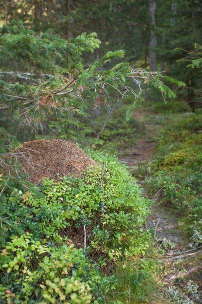 großer Ameisenhaufen im Wald, keine Menschen in der Nähe - Foto, Bild