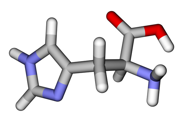 必須アミノ酸のヒスチジンの 3 d 分子モデル - 写真・画像