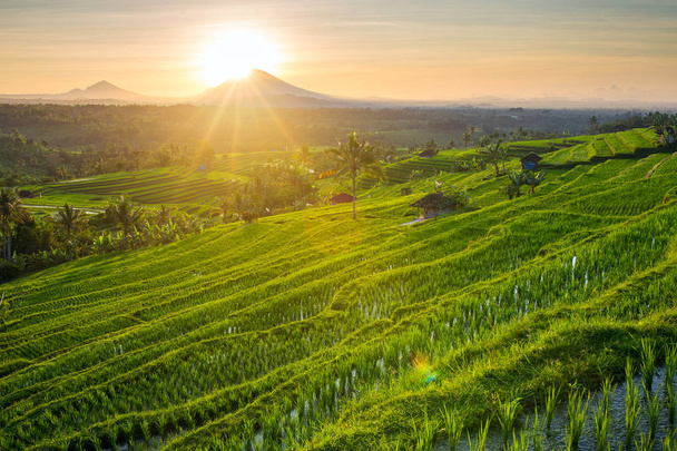 Гарний схід сонця над Jatiluwih рисові тераси на Балі, Індо - Фото, зображення