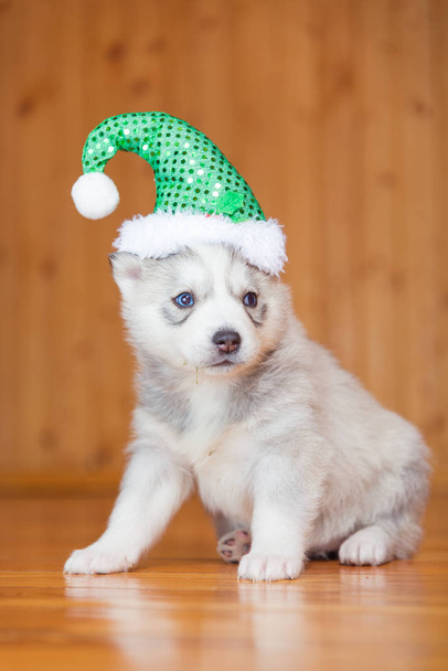 Puppy Siberian Husky. Puppy wearing a Christmas hat. - Photo, Image