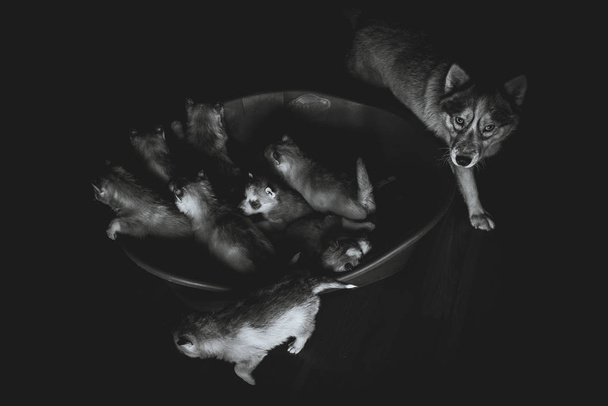 Siberian husky. Mother breastfeeding puppies. - Foto, imagen