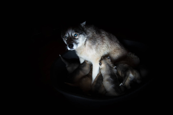 Siberian husky. Mother breastfeeding puppies. - Photo, Image