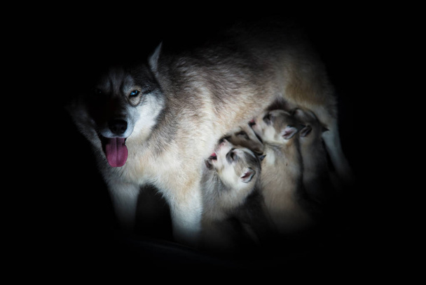 Siberian husky. Mother breastfeeding puppies. - Photo, Image
