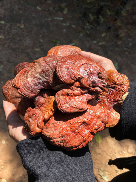 Ganoderma lucidum - ling zhi houby. - Fotografie, Obrázek