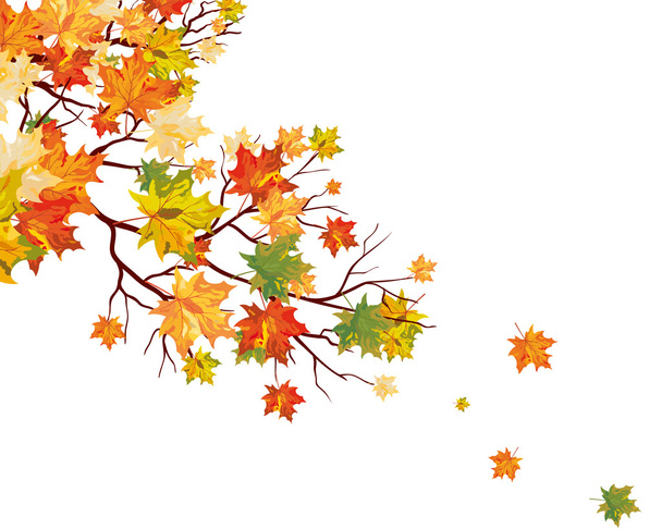 Autumn maple leaves - Vector, Image