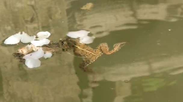 沼地での緑のカエル - 映像、動画