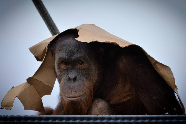 Een orang-oetan op een platform - Foto, afbeelding