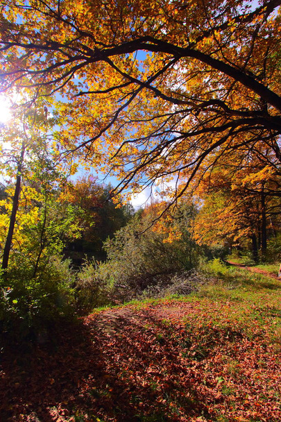 colorful autumn trees oak in park - Fotografie, Obrázek