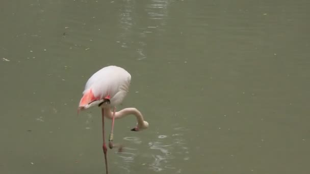 pembe flamingo - Video, Çekim
