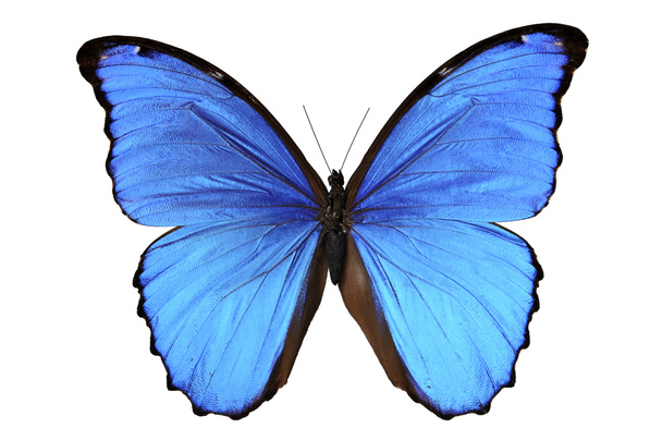 Butterfly in blue tones - Photo, Image