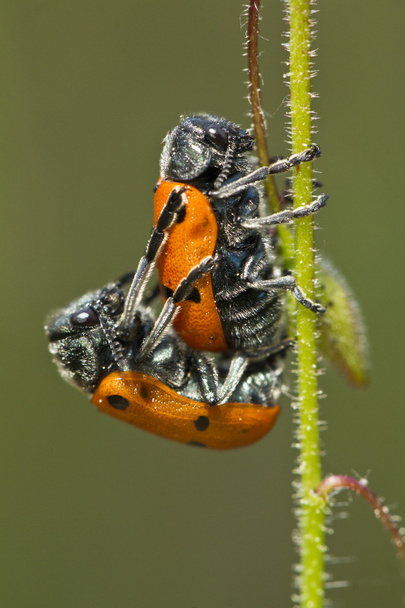 Escarabajos de la hoja (Lachnaia paradoxa) apareamiento
 - Foto, Imagen