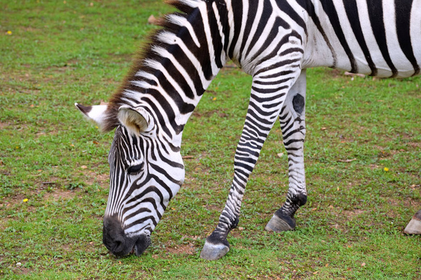 A Zebra Grazing - Foto, immagini