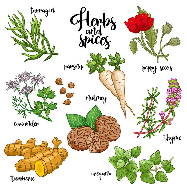 Spices and herbs vector set. Colored on white - Vector, Image