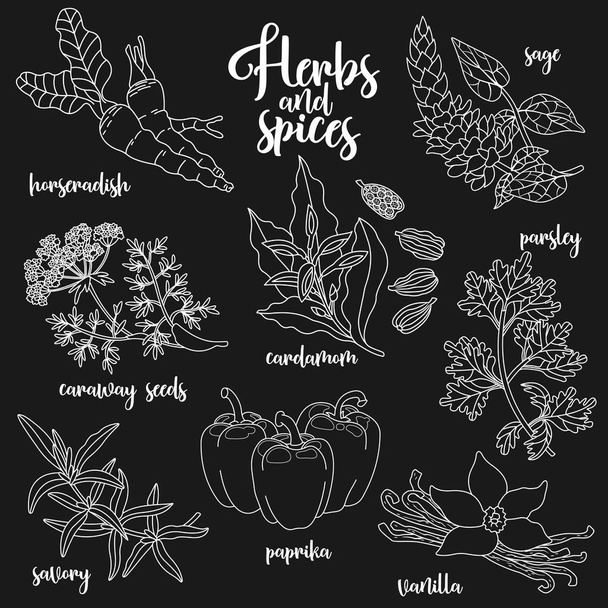 Spices and herbs vector set. Contour on dark - Vector, Image