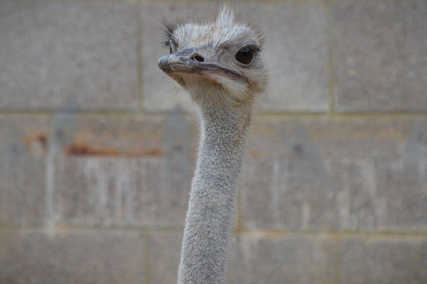 Close Up of an Ostrich - Фото, изображение