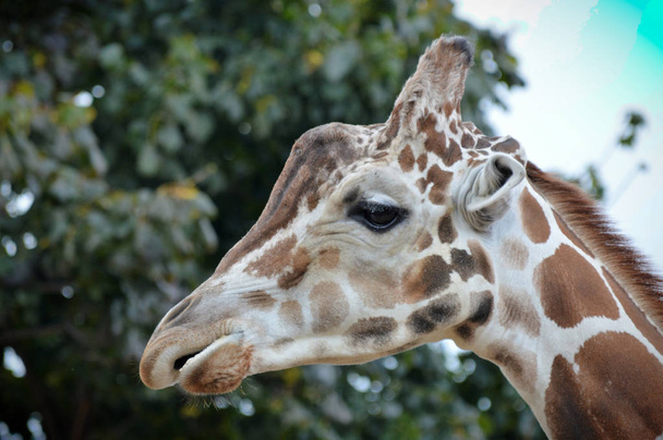 Una giraffa adulta
 - Foto, immagini