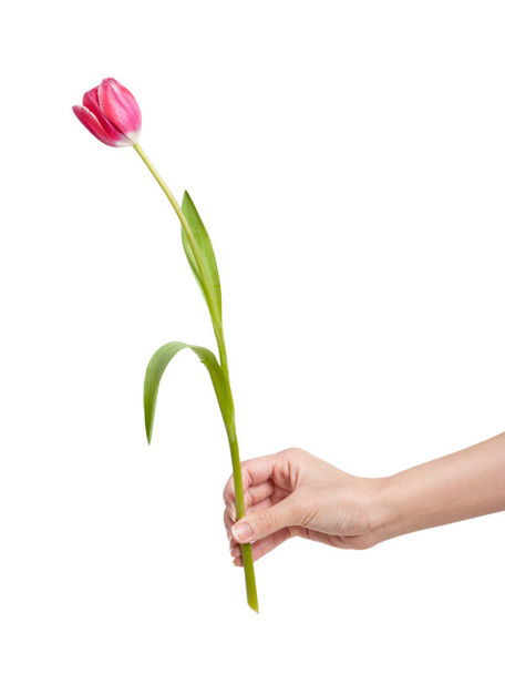 Tulip in hand - Foto, Imagem