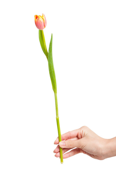 Tulipán en mano femenina
 - Foto, imagen