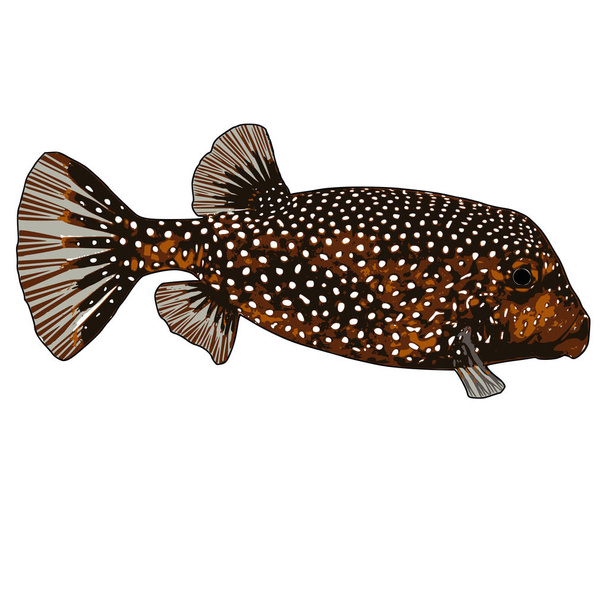 Spotted Boxfish (female) Vector Illustration - Vektor, kép