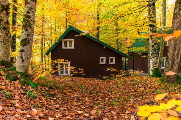 Domů v podzimní les, útulek v krásném podzimním lese - Fotografie, Obrázek
